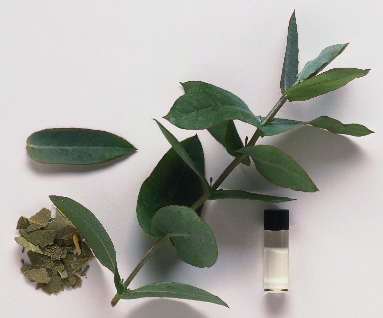 eucalipto medicinal propiedades