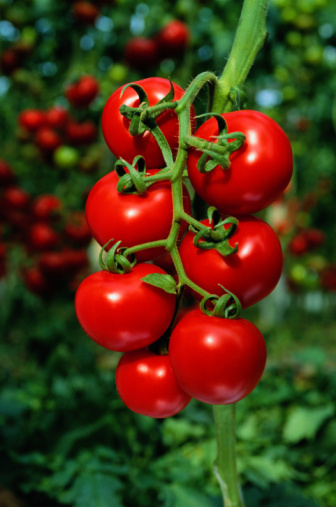 El tomate ayuda para adelgazar