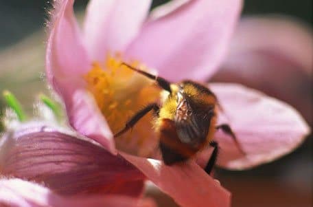 Veneno de Abeja para estar más bella